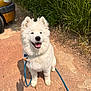 Wanpo a rejoint le concours — aidez-le/la à gagner de superbes lots ! animal, canine, car, daylight, dog, fluffy, fur, grass, happy, leash, nature, outdoor, path, pet, playful, portrait, shadow, smiling, sunlight, white