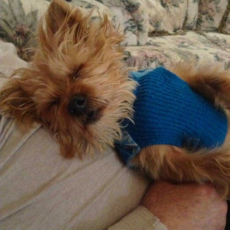 Bentley is registered to the contest to win money with this photo: canidae, carnivore, comfort, companion_dog, dog, dog_breed, dog_clothes, dog_supply, fawn, fur, liver, paw, selfie, small_terrier, snout, sporting_group, terrier, toy, toy_dog, working_animal