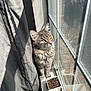 cat, gray_cat, window, reflection, curtain, potted_plant, soil, sunlight, indoor, pets, animal, fur, yellow_eyes, cozy, windowsill, shadow, home, looking_outside, domestic, quiet