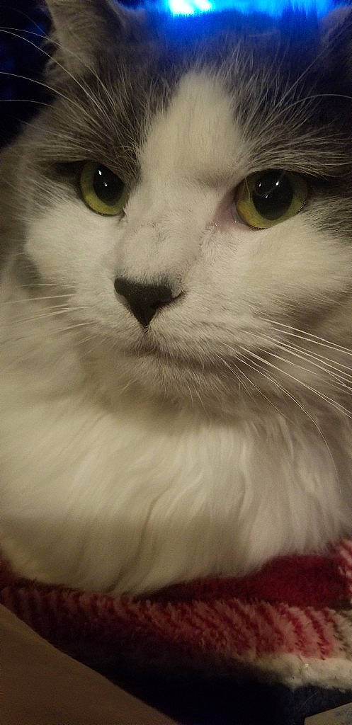 Annabelle joined the competition — help win amazing prizes! aegean_cat, american_curl, carnivore, cat, close_up, domestic_long_haired_cat, domestic_short_haired_cat, eye, felidae, fur, mammal, norwegian_forest_cat, nose, ragdoll, siberian, small_to_medium_sized_cats, snout, turkish_van, vertebrate, whiskers