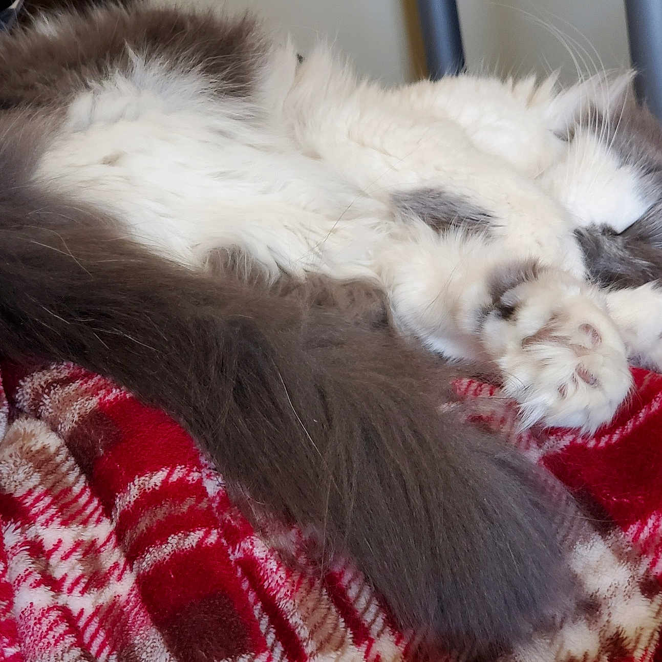 Harley joined the competition — help win amazing prizes! british_longhair, carnivore, cat, claw, domestic_long_haired_cat, felidae, fur, kitten, nap, norwegian_forest_cat, paw, persian, small_to_medium_sized_cats, tail, textile, whiskers