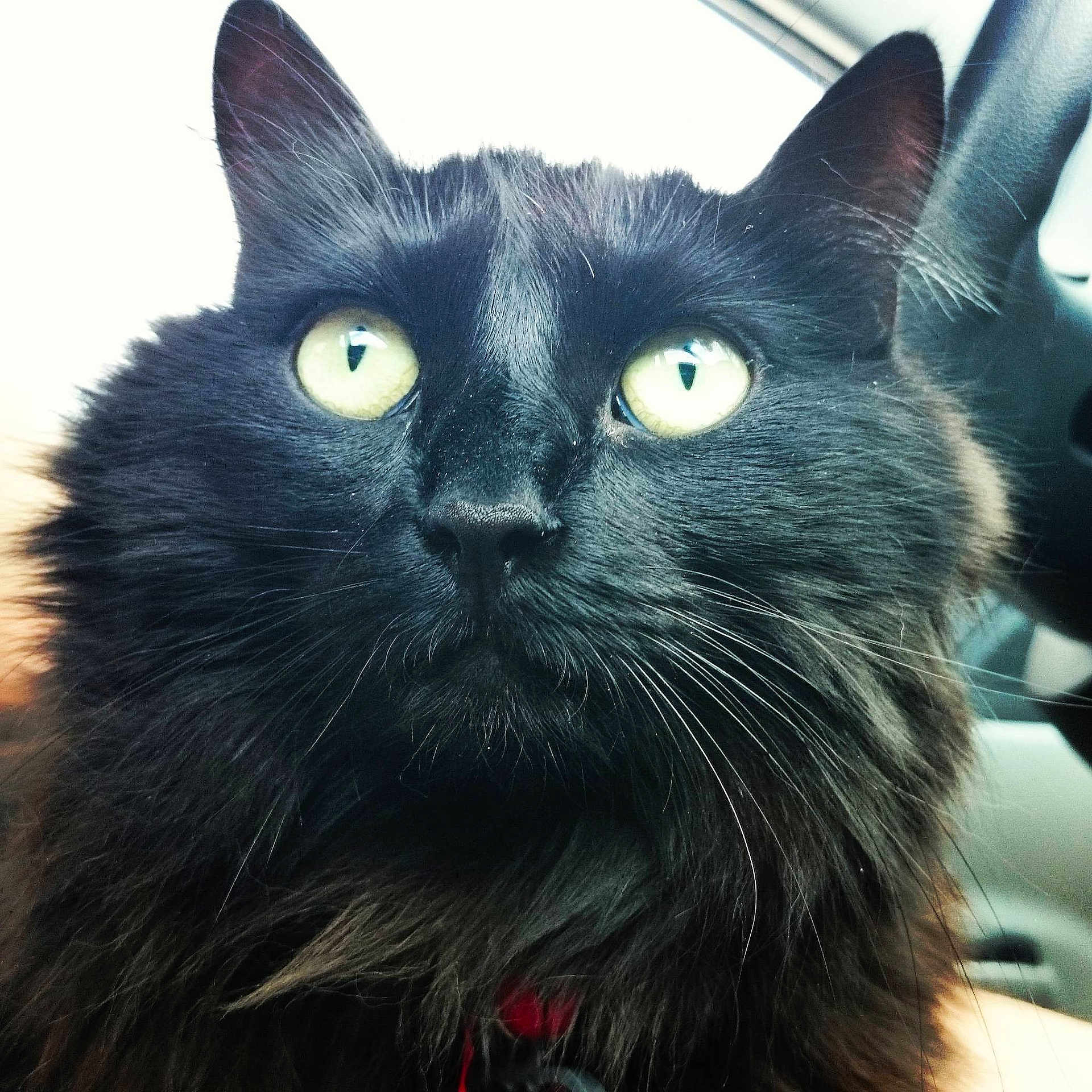 Kitty Baby