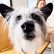 Maggie is registered to the contest to win money with this photo: animal, bench, black_and_white, blurred_background, braided_hair, close_up, companion, curious, dog, friendly, fur, indoors, nose, person, pet, portrait, scruffy, seated, smiling, wooden_bench