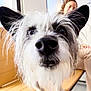 animal, bench, black_and_white, blurred_background, braided_hair, close_up, companion, curious, dog, friendly, fur, indoors, nose, person, pet, portrait, scruffy, seated, smiling, wooden_bench