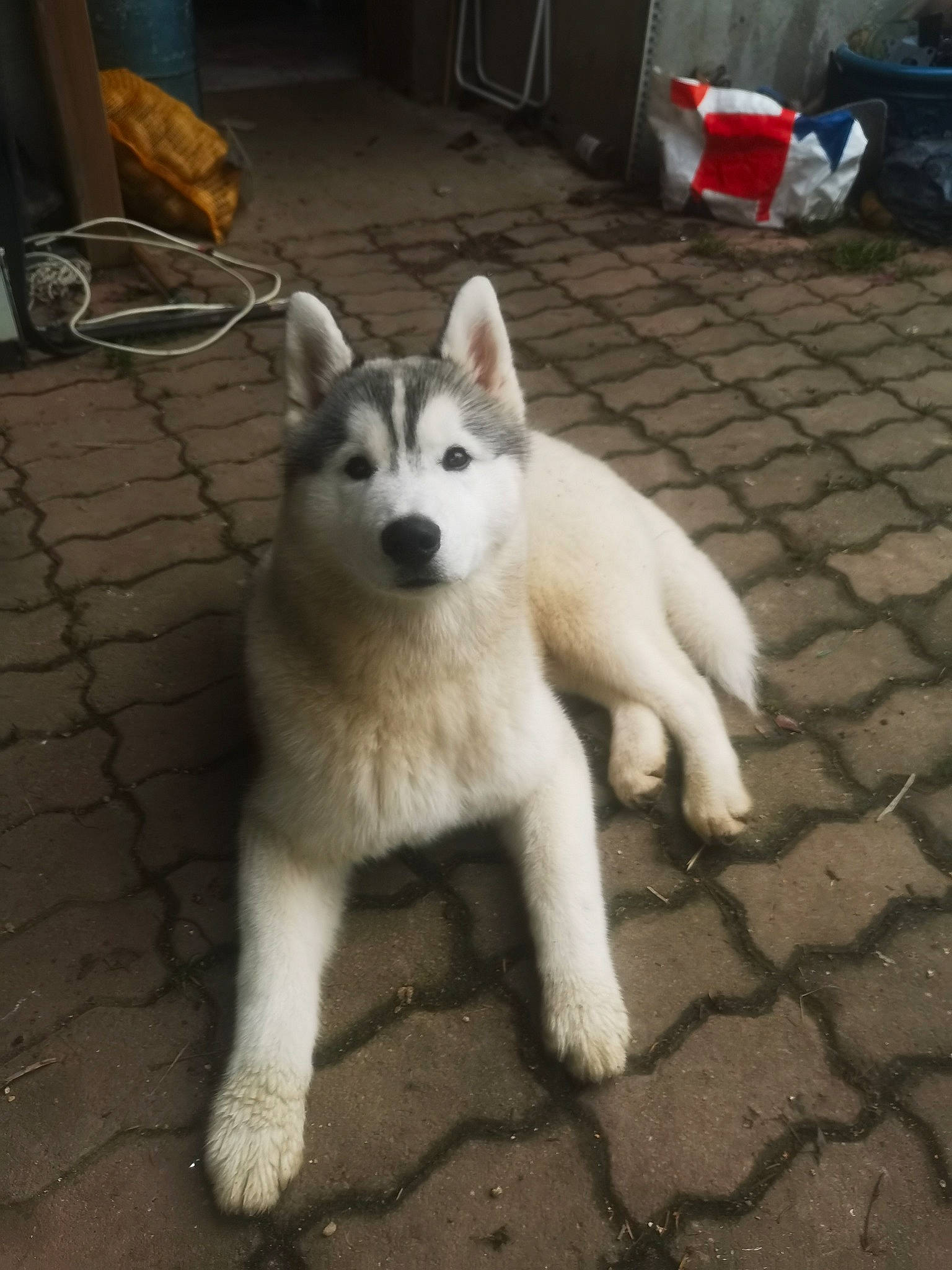 Youki participe au concours pour gagner de l'argent avec cette photo : ancient_dog_breeds, canidae, canis, carnivore, companion_dog, dog, dog_breed, fawn, flooring, fur, non_sporting_group, sled_dog, snout, sporting_group, tail, terrestrial_animal, working_animal, working_dog