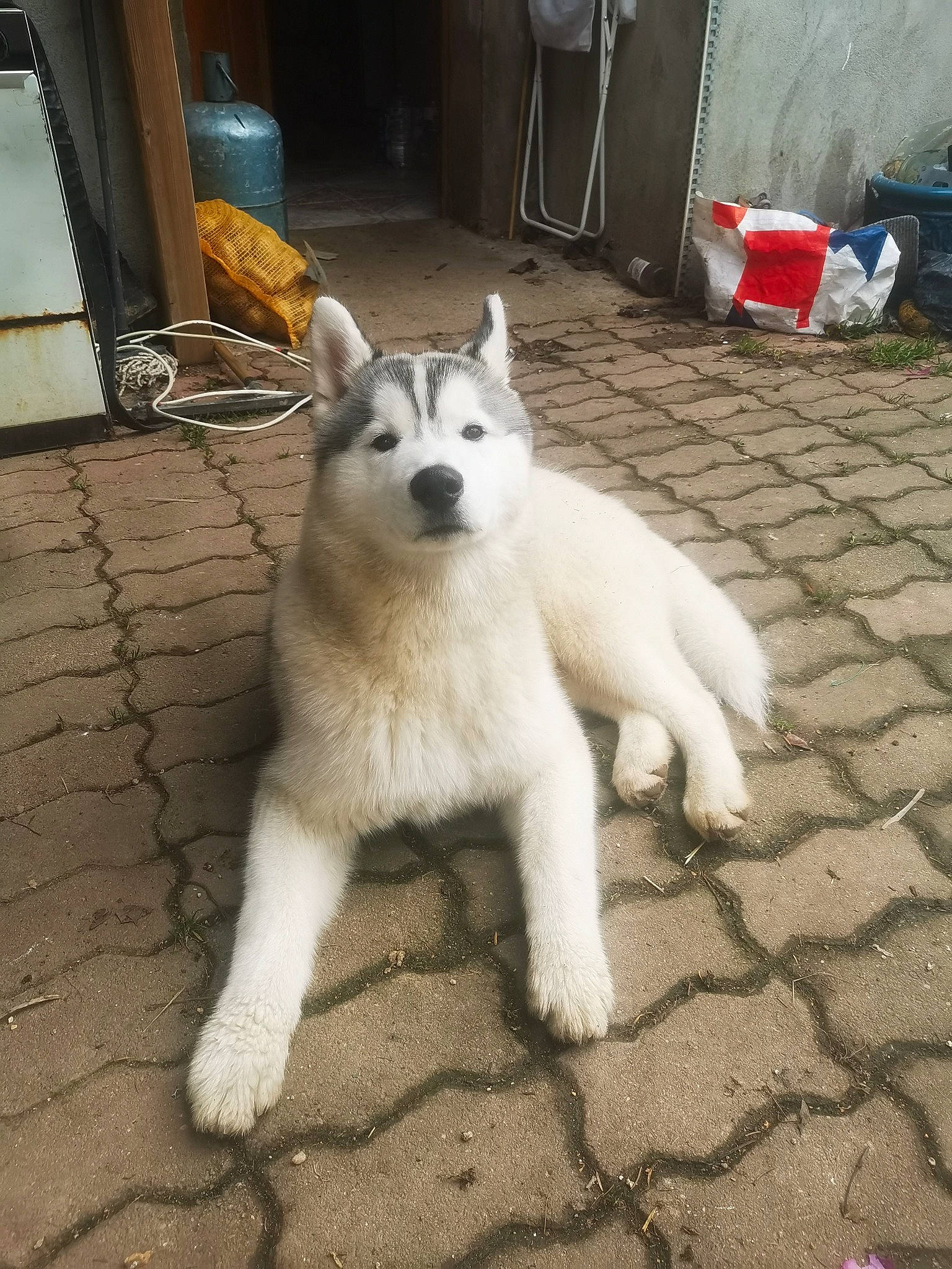 Youki a rejoint le concours — aidez-le/la à gagner de superbes lots ! ancient_dog_breeds, canidae, carnivore, companion_dog, dog, dog_breed, door, flooring, foot, fur, non_sporting_group, plastic_bag, road_surface, sidewalk, snout, sporting_group, tail, terrestrial_animal, working_animal, working_dog