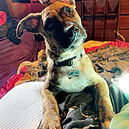 Opie joined the competition — help win amazing prizes! bed, blanket, brindle, canine, collar, comfort, curious, decor, dog, ears, furniture, head_tilt, indoor, muzzle, paw, pet, room, tag, tapestry, wood