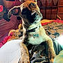 bed, blanket, brindle, canine, collar, comfort, curious, decor, dog, ears, furniture, head_tilt, indoor, muzzle, paw, pet, room, tag, tapestry, wood
