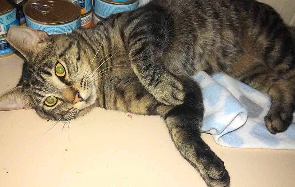 Tetwo joined the competition — help win amazing prizes! carnivore, cat, claw, comfort, domestic_short_haired_cat, felidae, fur, paw, serveware, small_to_medium_sized_cats, snout, tail, terrestrial_animal, whiskers