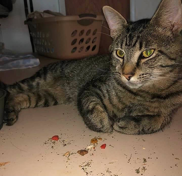 Tetwo joined the competition — help win amazing prizes! bag, box, carnivore, cat, claw, domestic_short_haired_cat, felidae, fur, grey, luggage_and_bags, paw, shipping_box, small_to_medium_sized_cats, snout, tail, whiskers