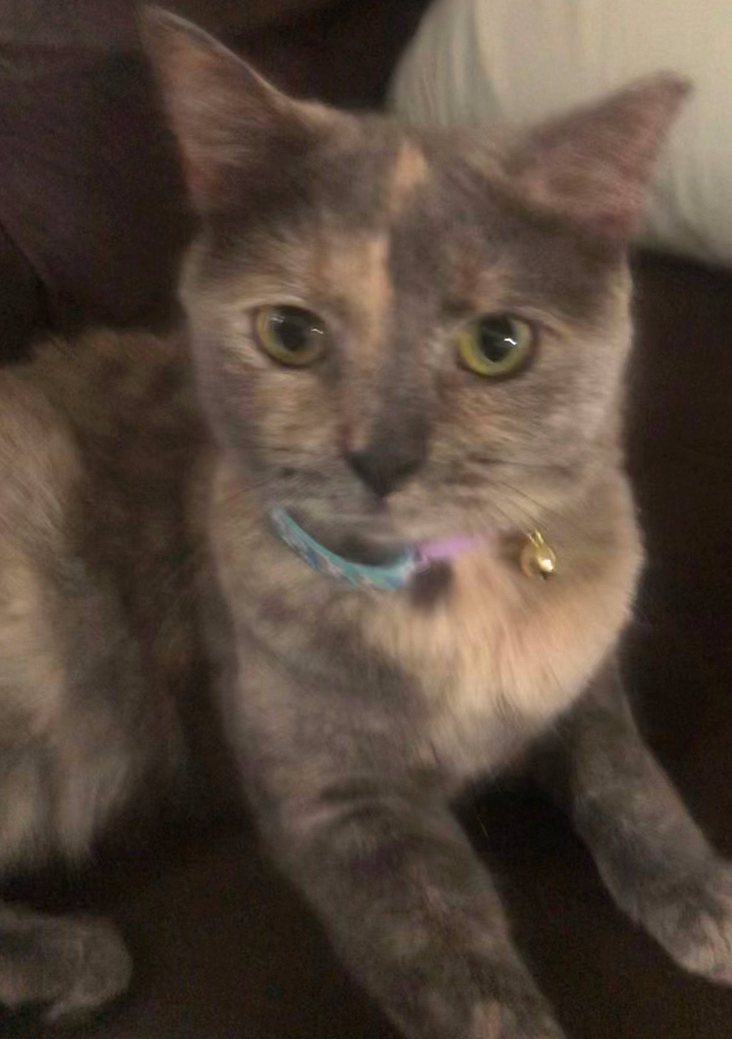 Patch joined the competition — help win amazing prizes! carnivore, cat, domestic_short_haired_cat, electric_blue, felidae, fur, iris, small_to_medium_sized_cats, snout, terrestrial_animal, whiskers