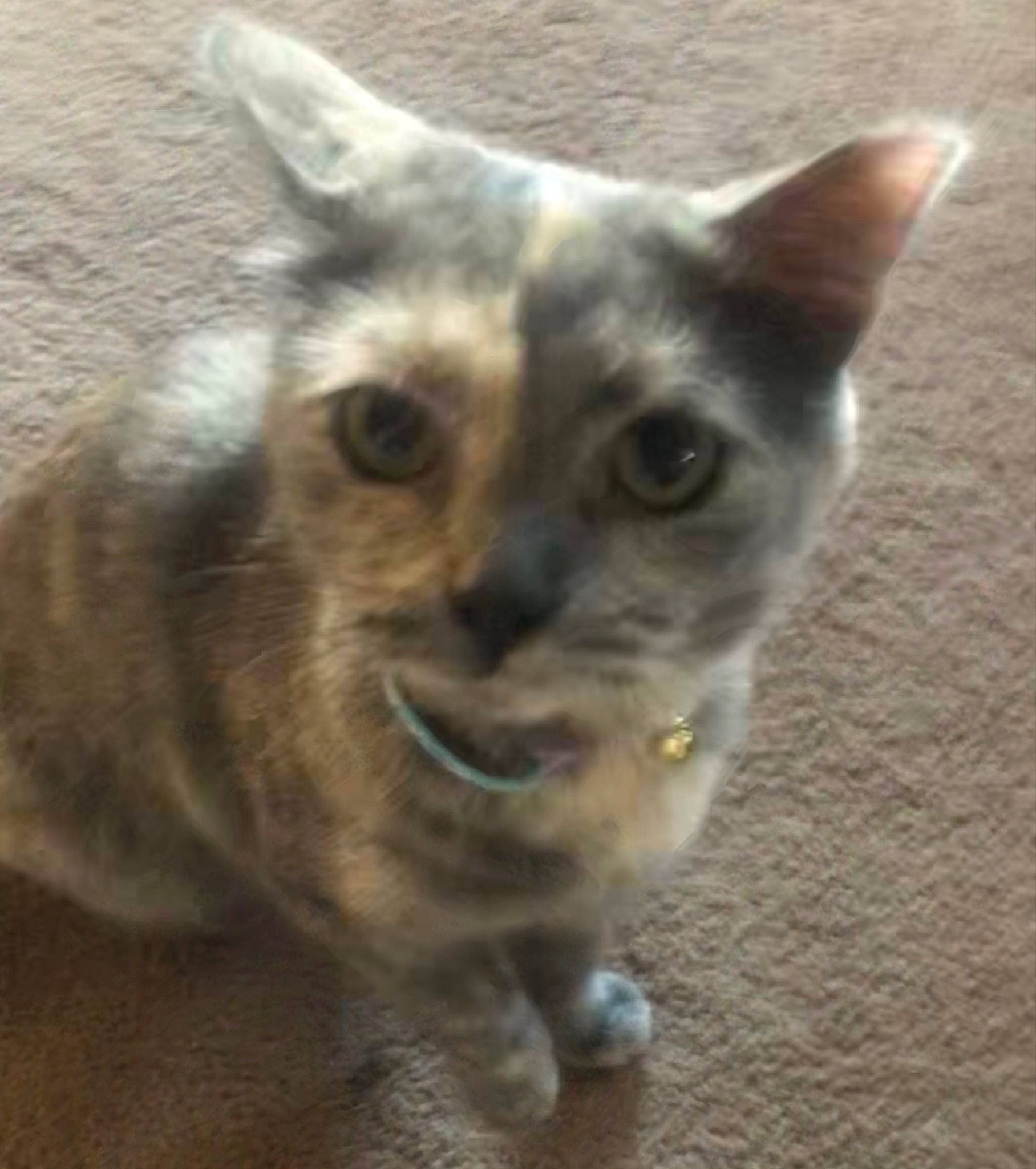 Patch is registered to the contest to win money with this photo: carnivore, cat, domestic_short_haired_cat, fawn, felidae, fur, iris, small_to_medium_sized_cats, snout, terrestrial_animal, whiskers, wildlife, window