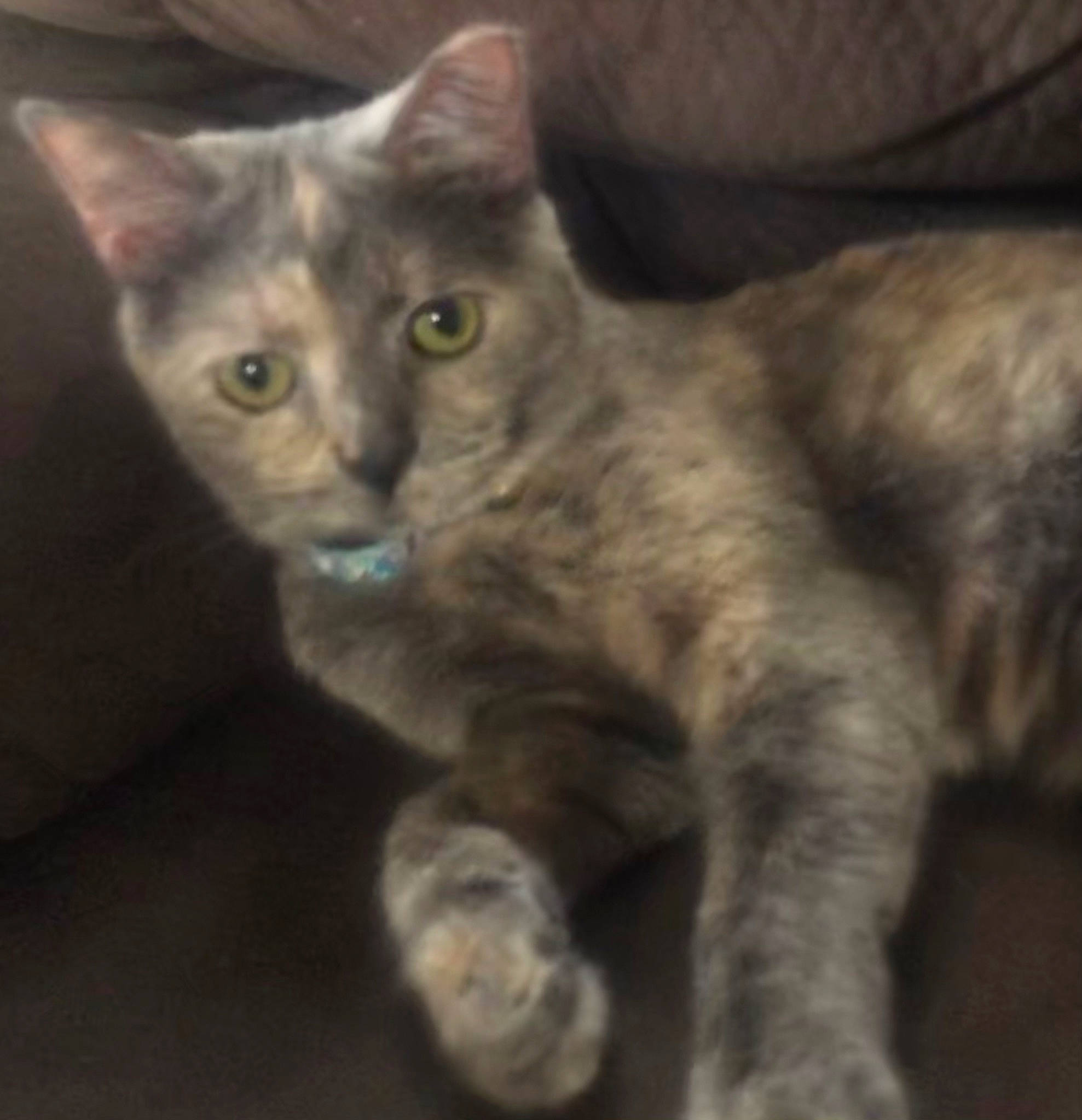 Patch is registered to the contest to win money with this photo: carnivore, cat, claw, domestic_short_haired_cat, felidae, fur, paw, small_to_medium_sized_cats, tail, terrestrial_animal, whiskers