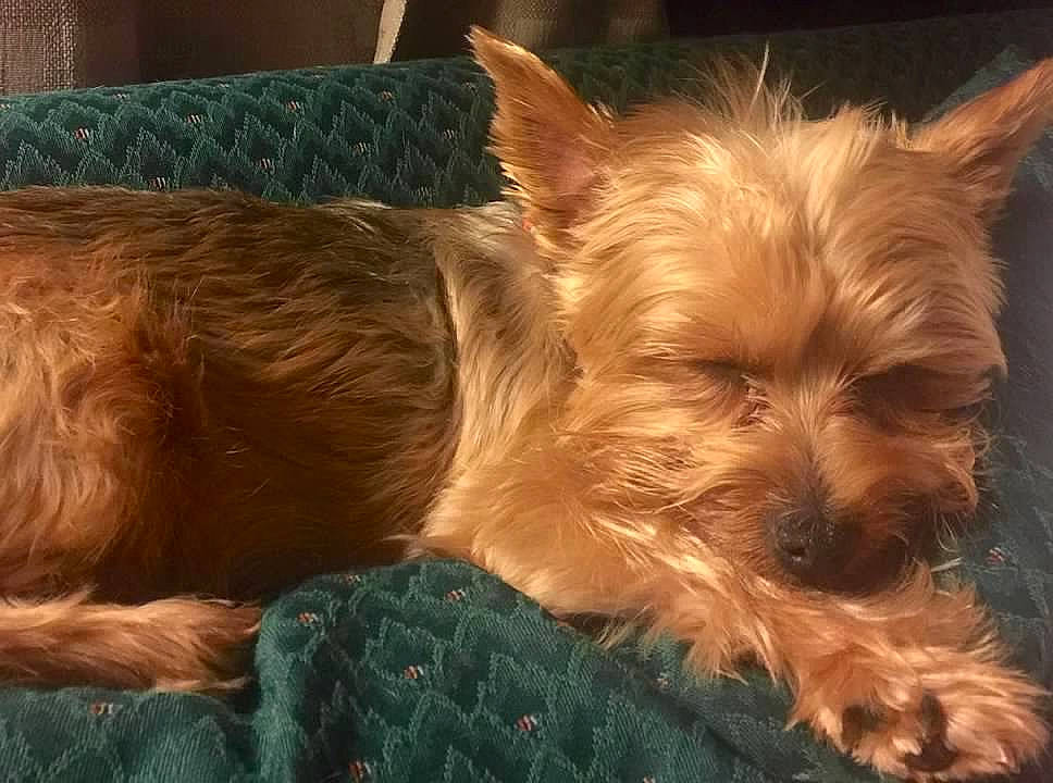 Wookie is registered to the contest to win money with this photo: australian_terrier, biewer_terrier, carnivore, companion_dog, dog, dog_breed, dog_supply, fawn, fur, liver, small_terrier, snout, sporting_group, terrestrial_animal, terrier, toy_dog, whiskers, working_animal, yorkipoo, yorkshire_terrier