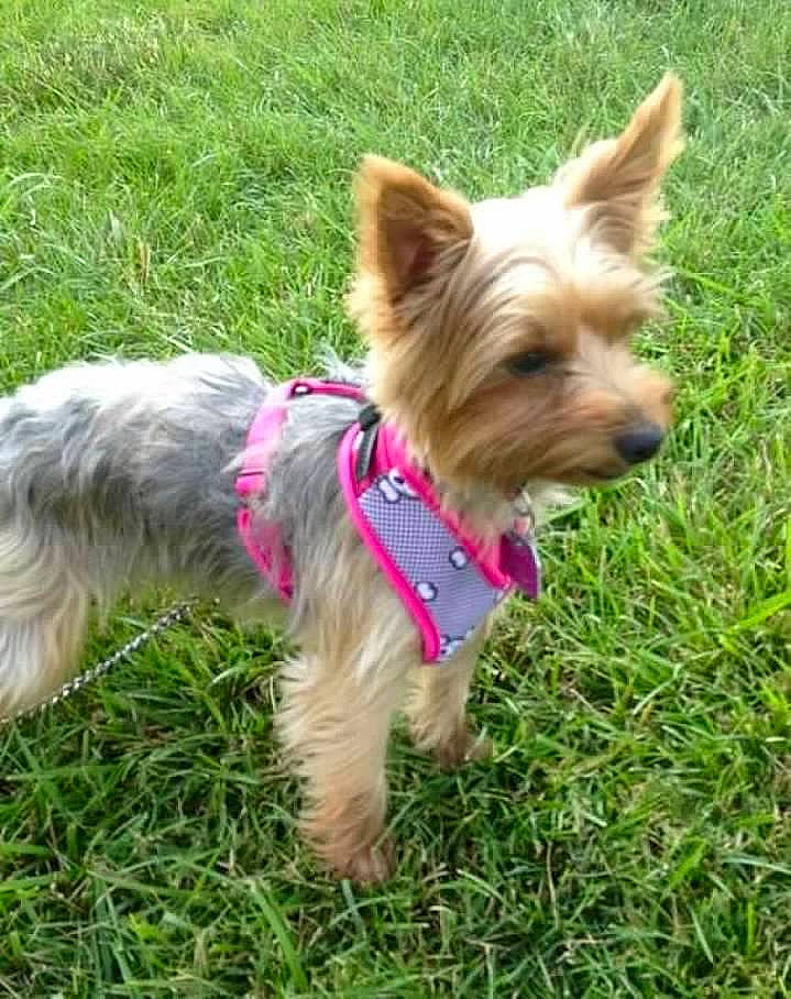 Wookie joined the competition — help win amazing prizes! carnivore, collar, companion_dog, dog, dog_breed, dog_clothes, dog_collar, dog_supply, fashion_accessory, fawn, grass, leash, pet_supply, small_terrier, snout, sporting_group, terrier, toy_dog, water_dog, yorkshire_terrier