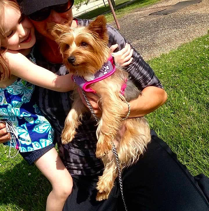 Wookie is registered to the contest to win money with this photo: canidae, carnivore, collar, companion_dog, dog, dog_breed, dog_collar, dog_supply, fawn, fun, glasses, grass, happy, hat, leash, liver, smile, sunglasses, toy_dog, working_animal