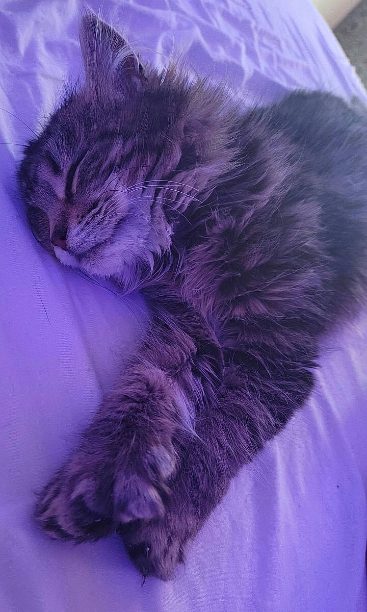 Poly joined the competition — help win amazing prizes! blue, carnivore, cat, claw, comfort, domestic_short_haired_cat, electric_blue, felidae, fur, magenta, nap, paw, purple, small_to_medium_sized_cats, snout, tail, violet, whiskers