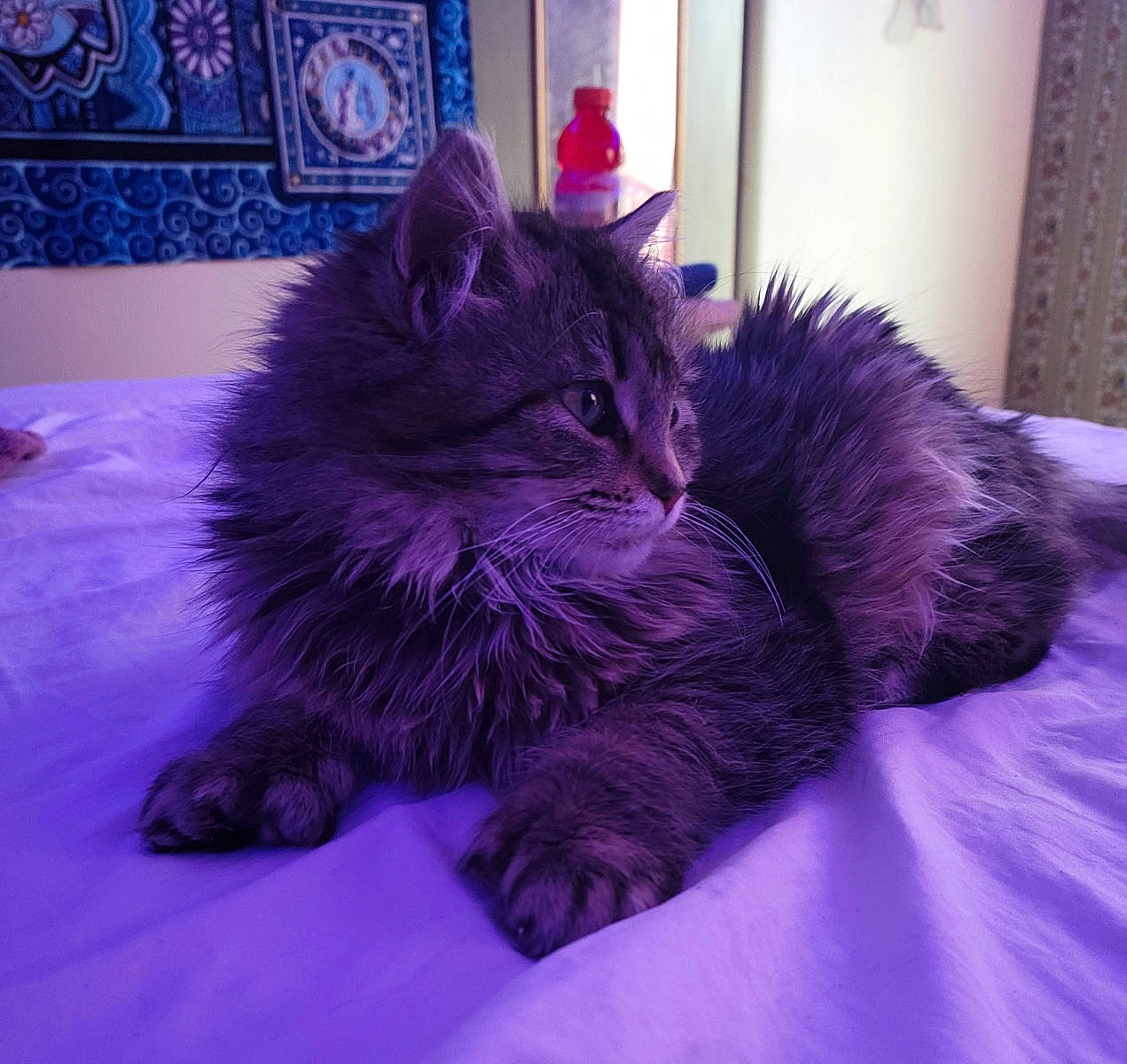 Poly joined the competition — help win amazing prizes! bed, bedding, blue, carnivore, cat, comfort, domestic_short_haired_cat, electric_blue, felidae, fur, grey, magenta, maine_coon, paw, purple, small_to_medium_sized_cats, snout, tail, violet, whiskers