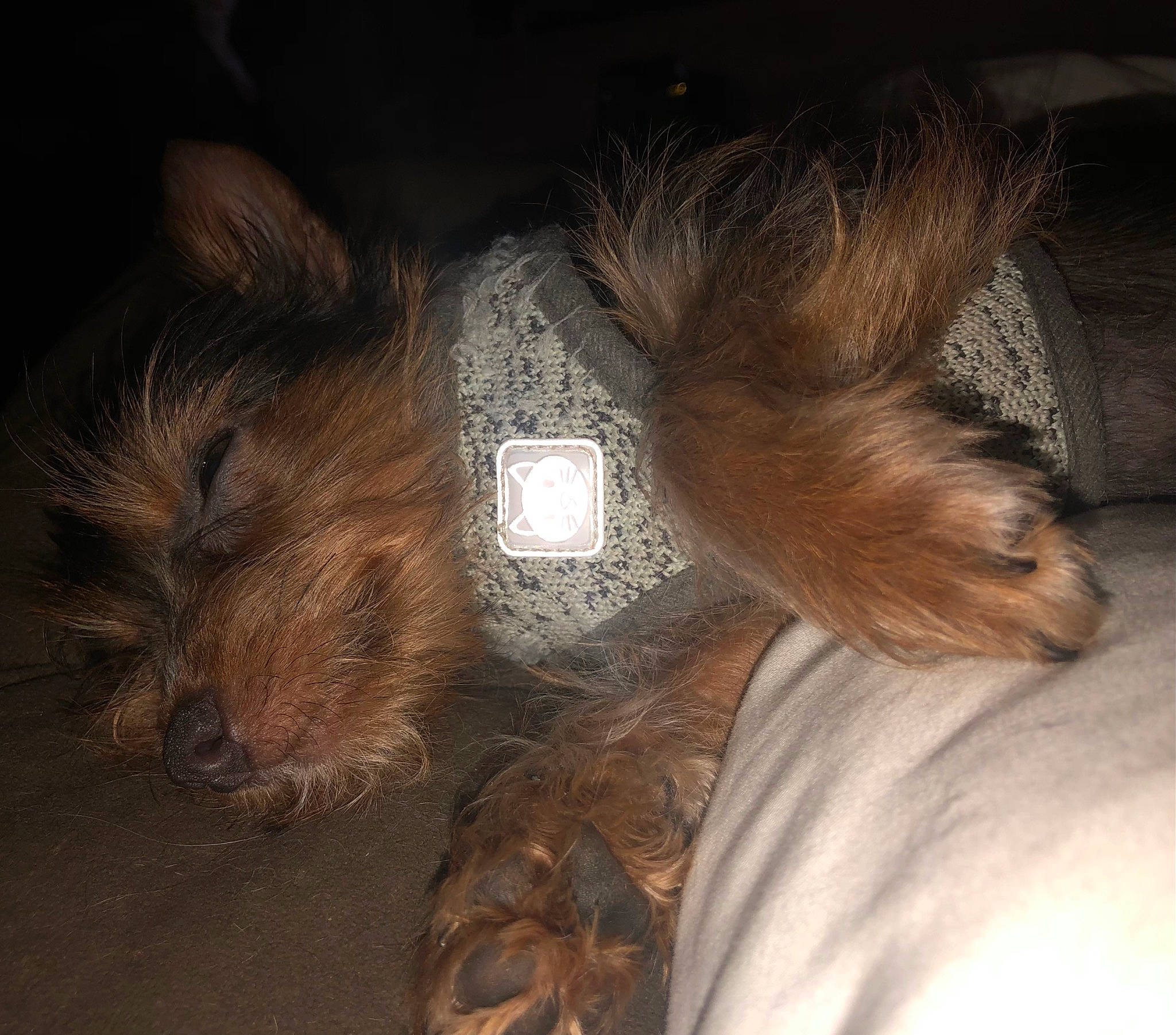 Winnifred is registered to the contest to win money with this photo: brown, canidae, carnivore, clock, companion_dog, dog, dog_breed, ear, fawn, fur, liver, paw, snout, sporting_group, tail, terrier, toy_dog, whiskers, wood, working_animal