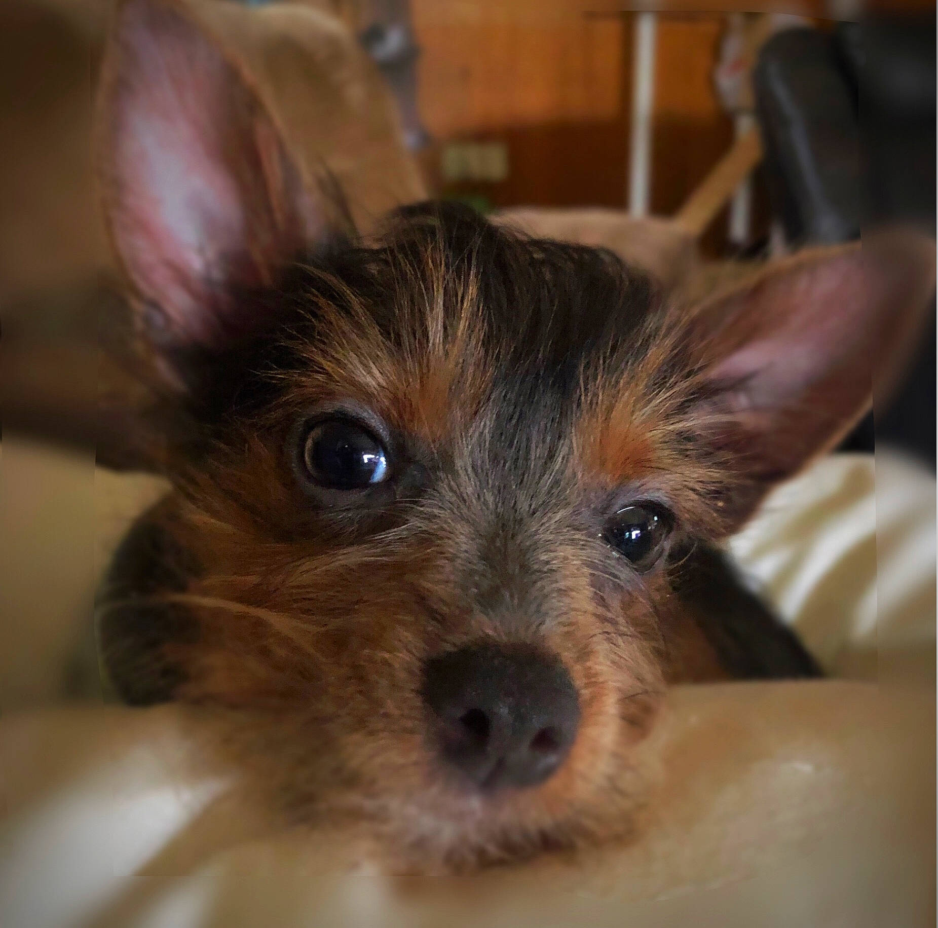 Winnifred joined the competition — help win amazing prizes! canidae, carnivore, companion_dog, dog, dog_breed, dog_supply, ear, eye, fawn, fur, liver, small_terrier, snout, sporting_group, terrier, toy_dog, whiskers, working_animal, yorkipoo, yorkshire_terrier