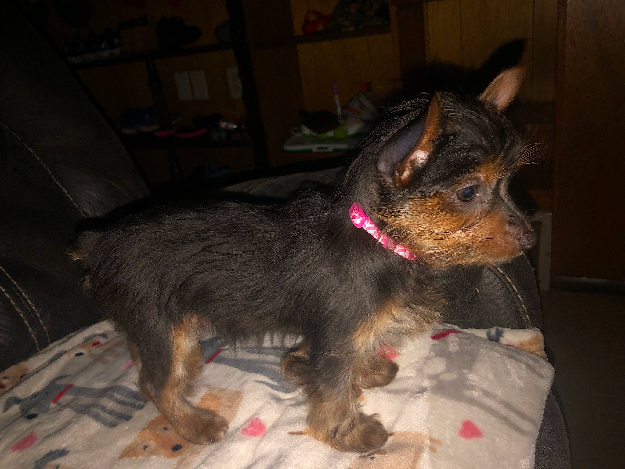 Winnifred is registered to the contest to win money with this photo: canidae, carnivore, collar, companion_dog, dog, dog_breed, dog_supply, fawn, fur, liver, small_terrier, sporting_group, terrestrial_animal, terrier, toy_dog, whiskers, working_animal, working_terrier