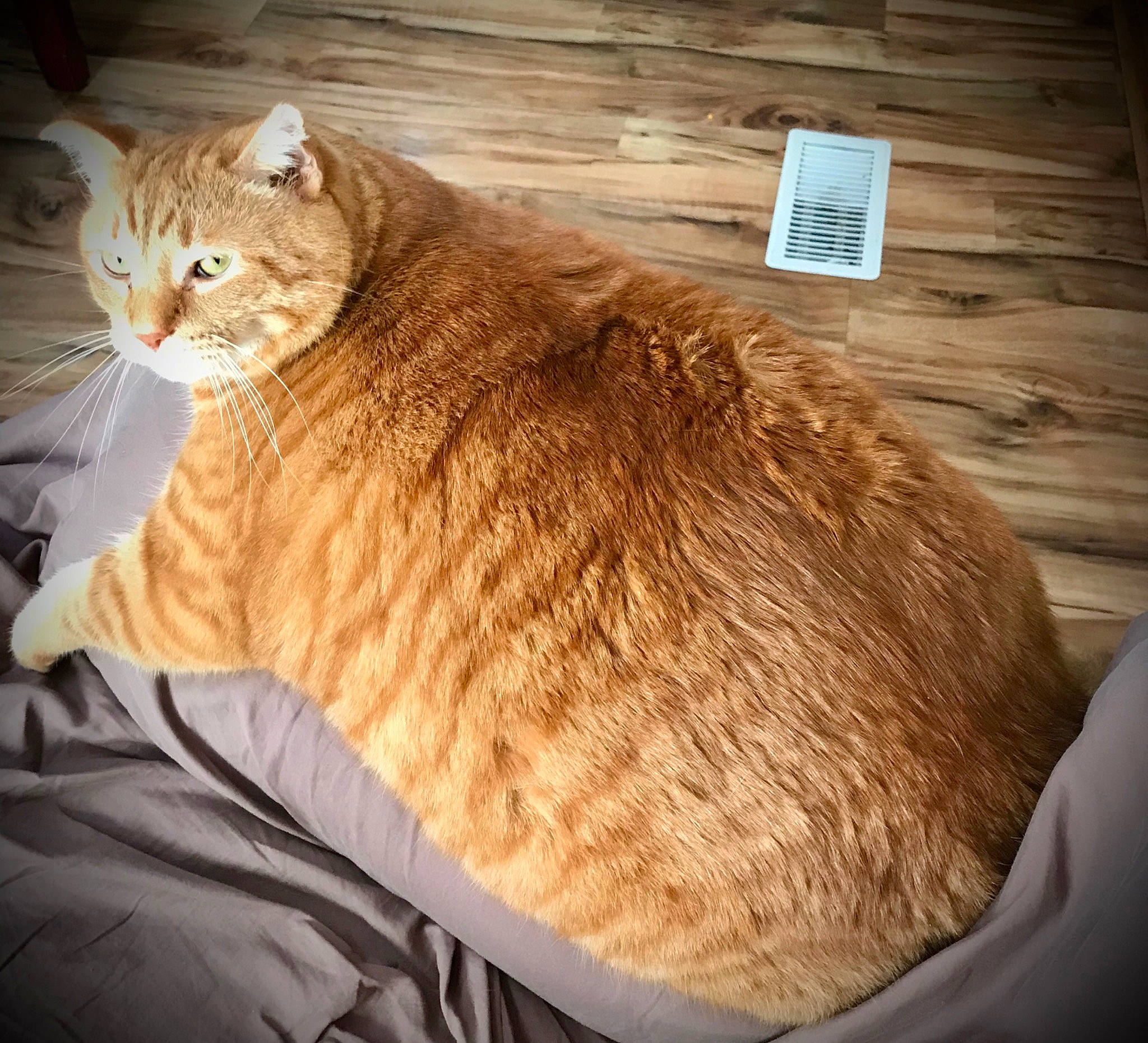 Tigger is registered to the contest to win money with this photo: carnivore, cat, claw, comfort, domestic_short_haired_cat, fawn, felidae, fur, hardwood, paw, sitting, small_to_medium_sized_cats, snout, tail, terrestrial_animal, trunk, whiskers, wildlife, wood, wood_stain