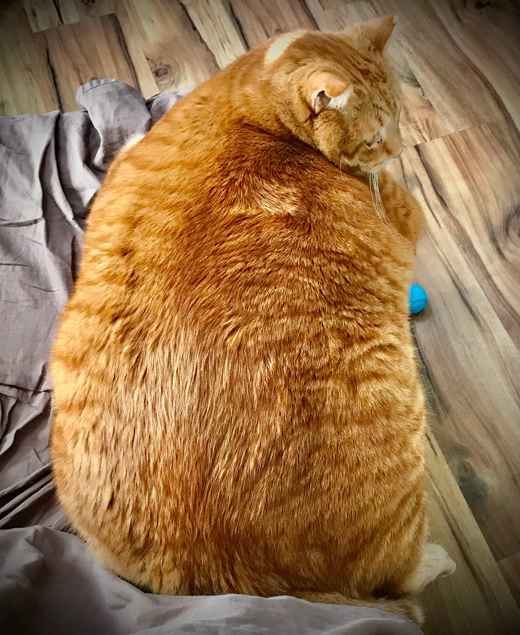 Tigger joined the competition — help win amazing prizes! canidae, carnivore, cat, claw, comfort, dog_breed, domestic_short_haired_cat, facial_hair, fawn, felidae, fur, liver, small_to_medium_sized_cats, snout, sporting_group, tail, terrestrial_animal, whiskers, wildlife, wood