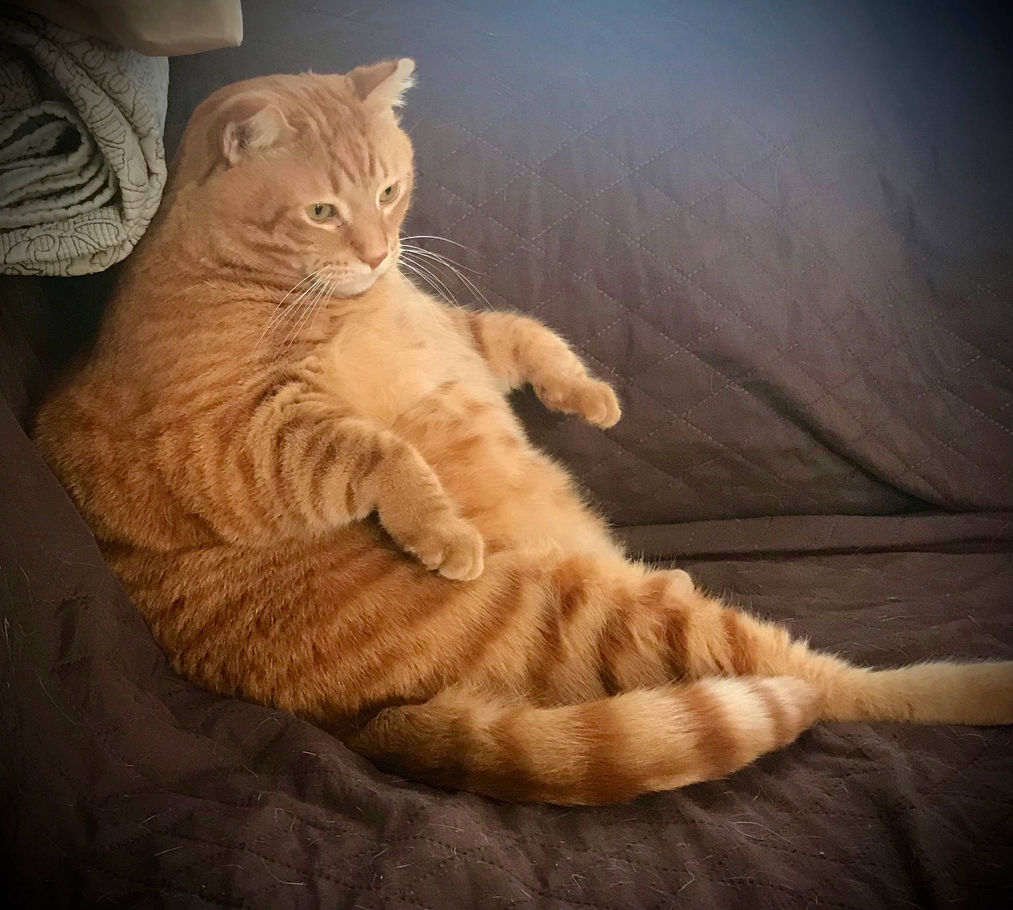 Tigger is registered to the contest to win money with this photo: arm, carnivore, cat, cloud, comfort, ear, eye, fawn, felidae, head, human_body, jaw, leg, sky, small_to_medium_sized_cats, snout, tail, terrestrial_animal, whiskers, wood