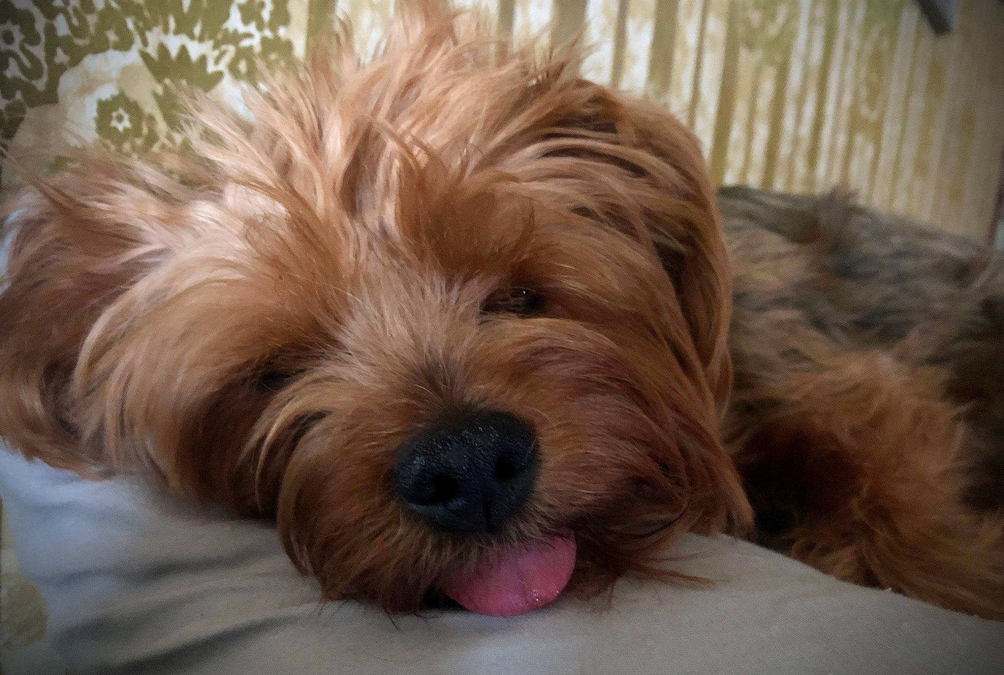 Isabella joined the competition — help win amazing prizes! canidae, carnivore, comfort, companion_dog, dog, dog_breed, eye, fur, liver, shih_poo, small_terrier, snout, sporting_group, terrestrial_animal, terrier, toy_dog, water_dog, wood, working_animal, yorkipoo