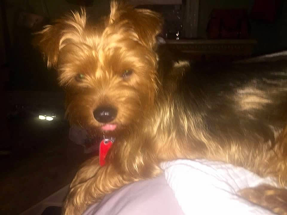 Isabella joined the competition — help win amazing prizes! australian_terrier, biewer_terrier, canidae, carnivore, companion_dog, dog, dog_breed, dog_supply, fur, liver, maltepoo, small_terrier, snout, sporting_group, terrier, toy_dog, water_dog, working_animal, yorkipoo, yorkshire_terrier