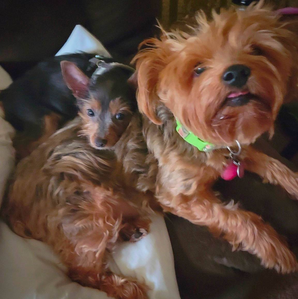 Isabella is registered to the contest to win money with this photo: canidae, carnivore, companion_dog, dog, dog_breed, dog_collar, dog_supply, ear, fashion_accessory, fawn, fur, liver, maltepoo, puppy_love, snout, sporting_group, toy_dog, whiskers, working_animal, yorkipoo