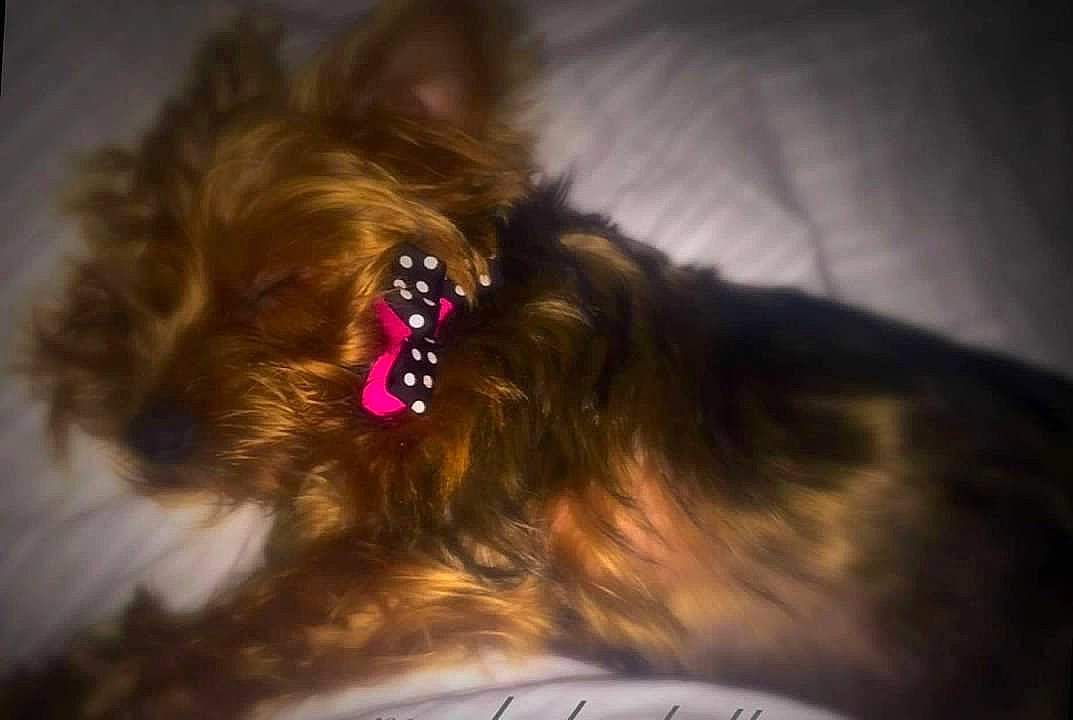 Isabella joined the competition — help win amazing prizes! carnivore, companion_dog, dog, dog_breed, dog_supply, ear, eye, fawn, felidae, fur, liver, paw, small_to_medium_sized_cats, snout, spitz, tail, terrier, toy_dog, whiskers, working_animal