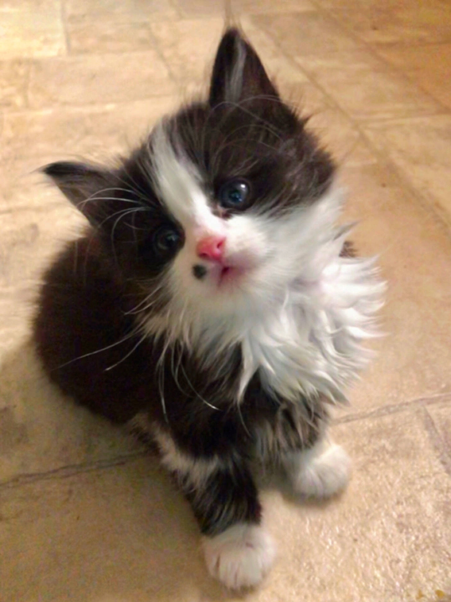 Tux is registered to the contest to win money with this photo: british_longhair, carnivore, cat, claw, door_mat, eye, felidae, flooring, foot, fur, hardwood, paw, road_surface, sitting, small_to_medium_sized_cats, snout, tail, terrestrial_animal, whiskers, wood