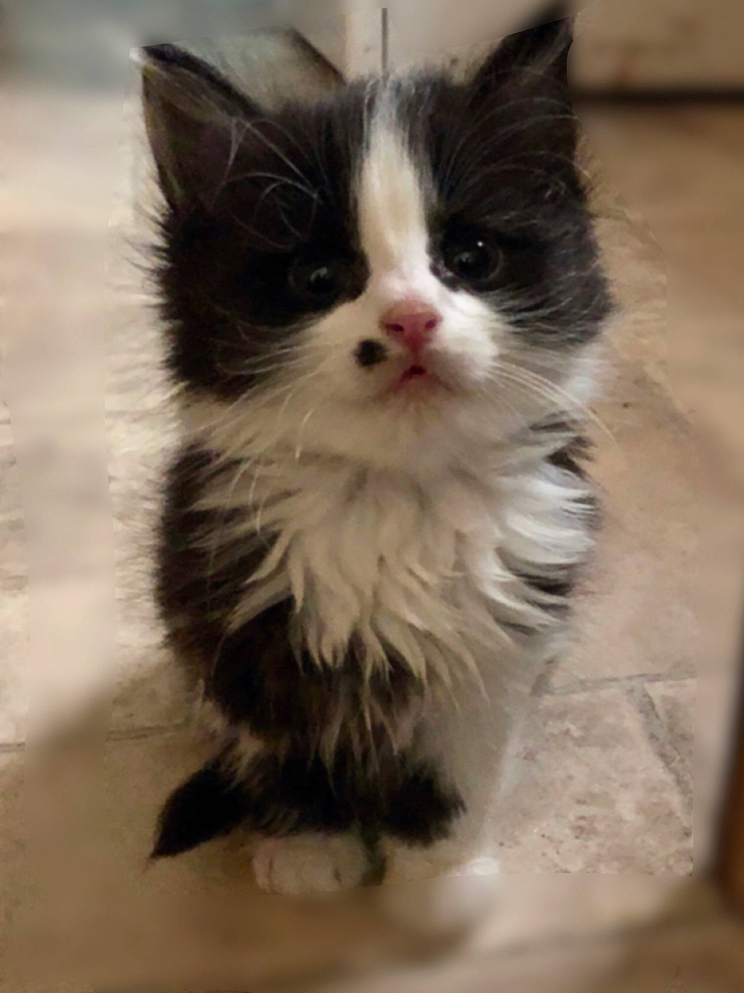 Tux joined the competition — help win amazing prizes! carnivore, cat, claw, domestic_short_haired_cat, felidae, flooring, fur, paw, sitting, small_to_medium_sized_cats, snout, tail, whiskers