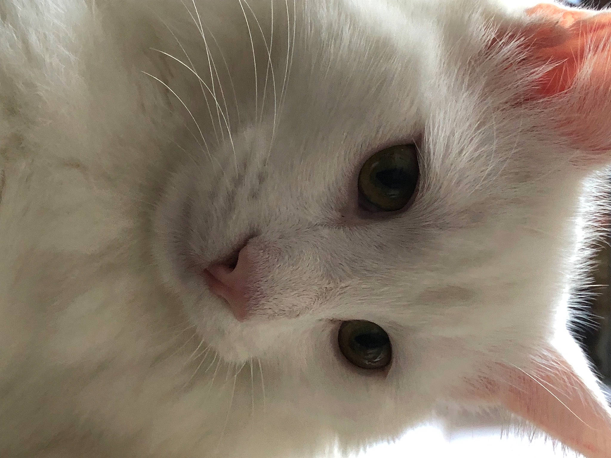 Louny a rejoint le concours — aidez-le/la à gagner de superbes lots ! carnivore, cat, domestic_short_haired_cat, felidae, fur, no_expression, small_to_medium_sized_cats, whiskers