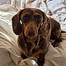 dog, dachshund, brown_dog, pet, animal, canine, long_ears, floppy_ears, brown_fur, short_legs, long_body, sitting, bed, bedding, blanket, bedroom, indoors, portrait, close_up, cute