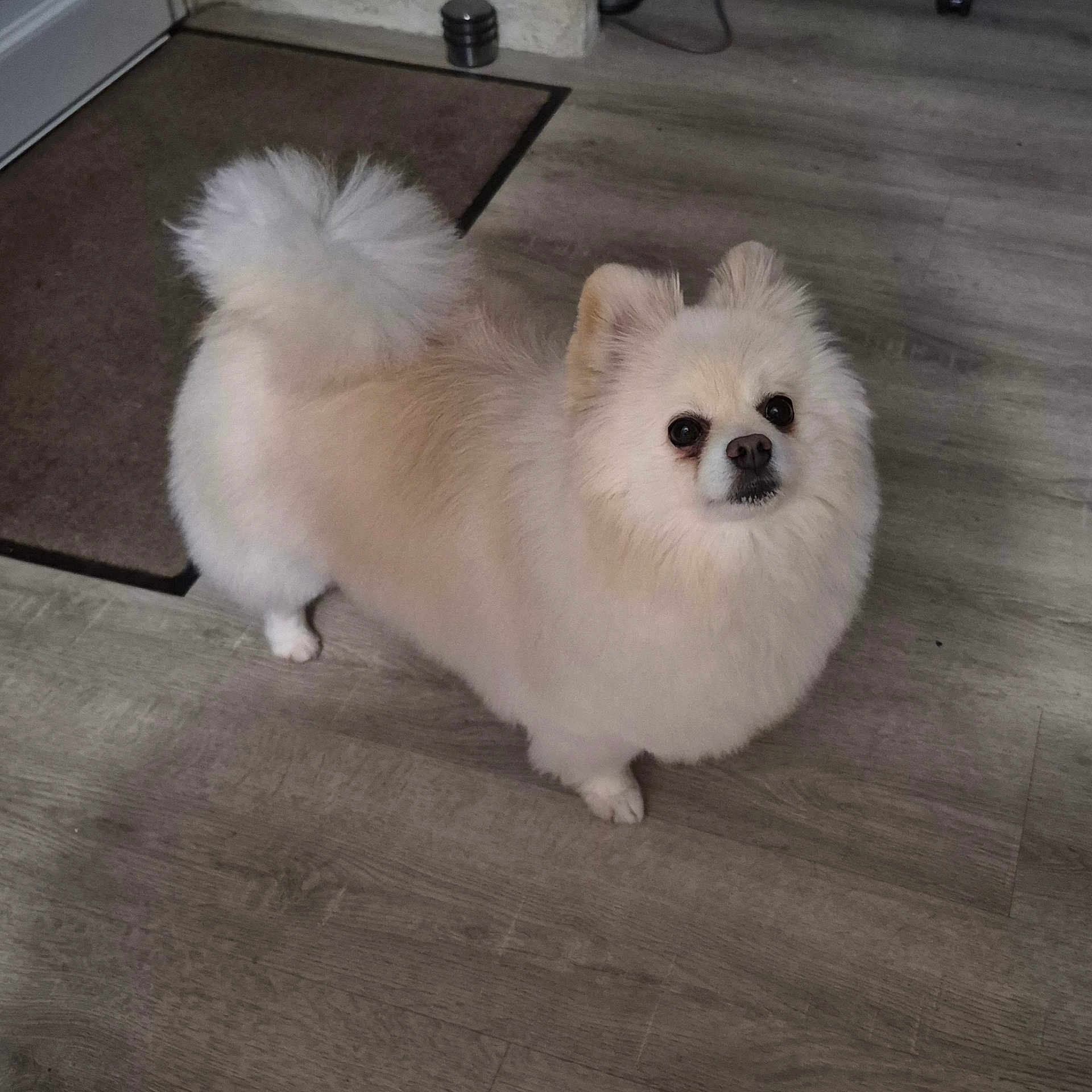Onyx
