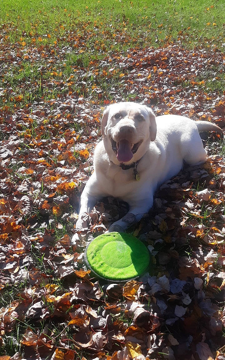 Bruno joined the competition — help win amazing prizes! canidae, carnivore, companion_dog, dog, dog_breed, fawn, grass, groundcover, plant, soil, sporting_group, terrestrial_animal, working_animal