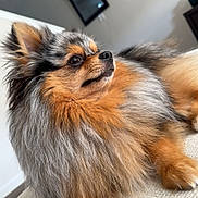 Baron joined the competition — help win amazing prizes! animal, calm, canine, couch, cute, dog, domestic_animal, fluffy, fur, furniture, home, indoor, living_room, mammal, pet, pomeranian, portrait, relaxing, side_view, small_dog
