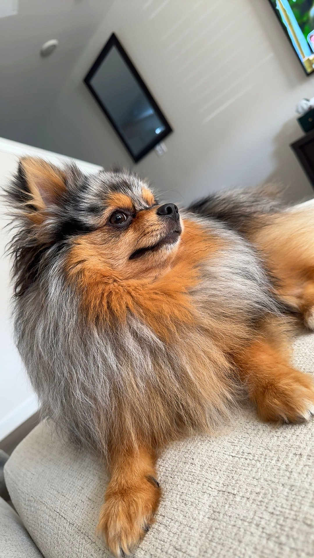 Baron joined the competition — help win amazing prizes! animal, calm, canine, couch, cute, dog, domestic_animal, fluffy, fur, furniture, home, indoor, living_room, mammal, pet, pomeranian, portrait, relaxing, side_view, small_dog