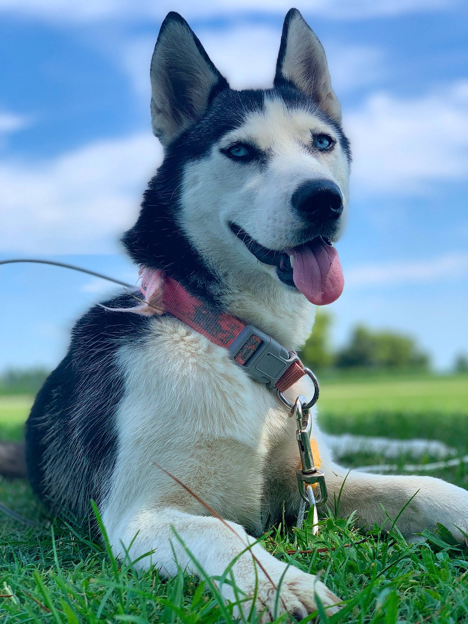 Miska is registered to the contest to win money with this photo: canidae, carnivore, cloud, collar, companion_dog, dog, dog_breed, dog_collar, grass, grassland, happy, leash, plant, siberian_husky, sky, snout, sporting_group, tail, terrestrial_animal, working_animal