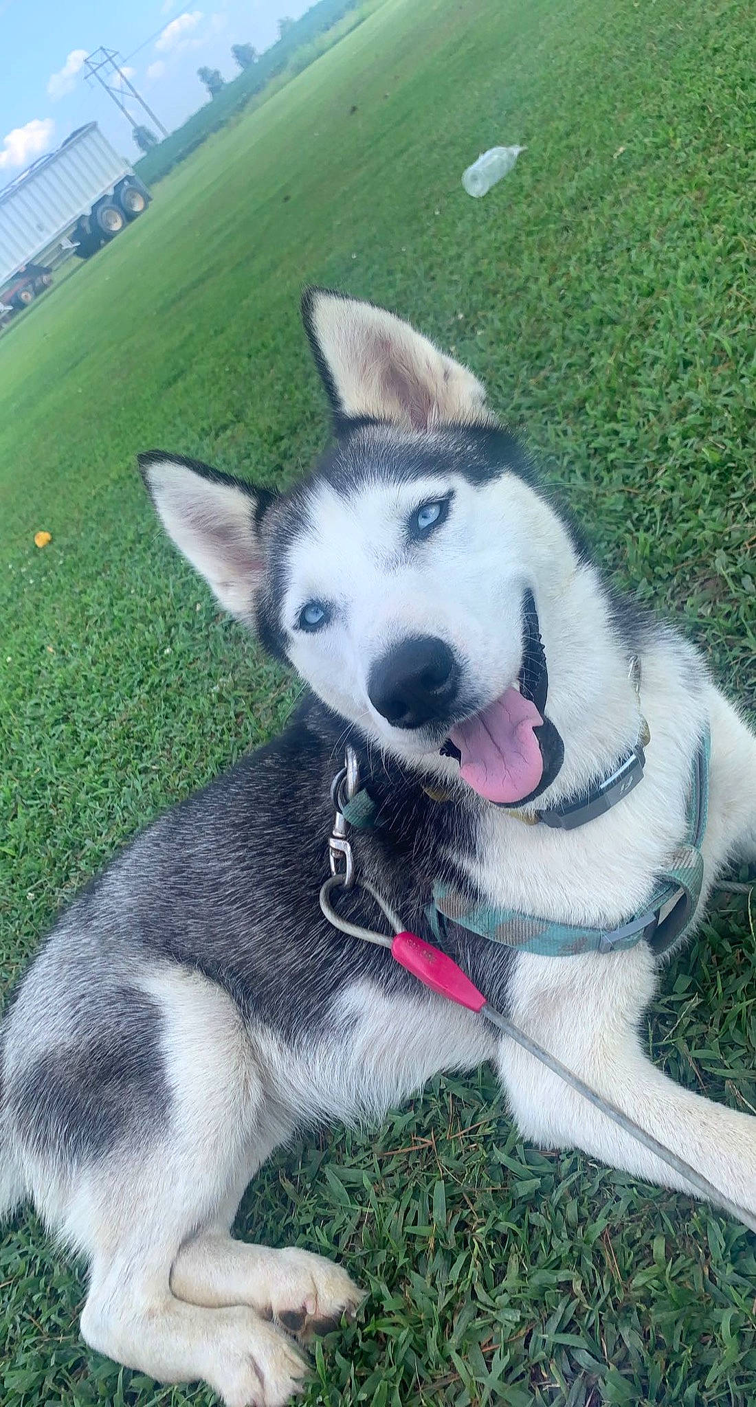 Miska is registered to the contest to win money with this photo: ancient_dog_breeds, canidae, carnivore, collar, companion_dog, dog, dog_breed, fashion_accessory, foot, fur, grass, non_sporting_group, siberian_husky, sled_dog, snout, sporting_group, tail, working_animal, working_dog