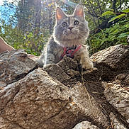 Velaris is registered to the contest to win money with this photo: animal, cat, curious, cute, daylight, ears, forest, fur, greenery, harness, kitten, mammal, nature, outdoor, pet, sunlight, tree_bark, whiskers, wildlife, young