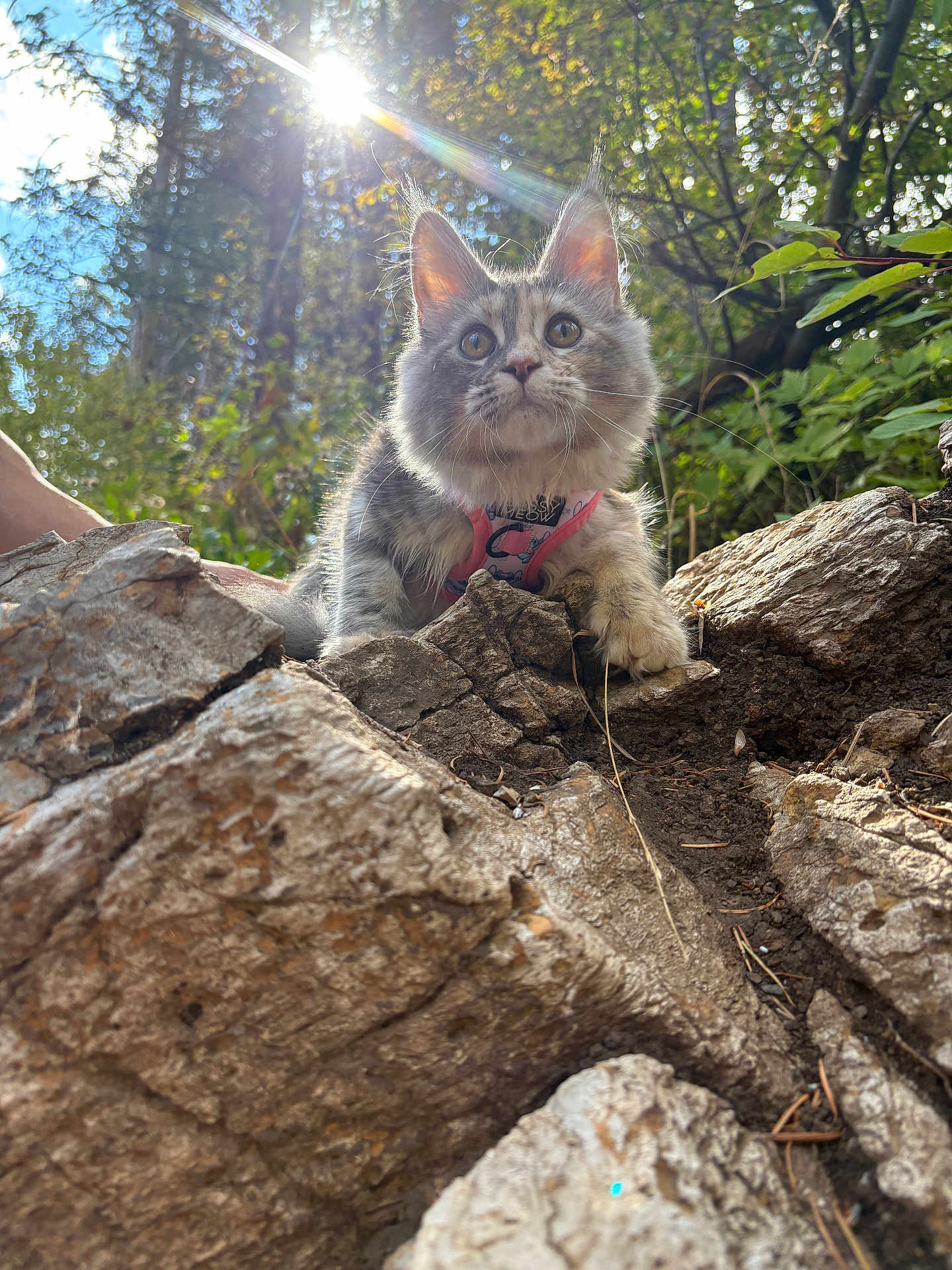 Velaris is registered to the contest to win money with this photo: animal, cat, curious, cute, daylight, ears, forest, fur, greenery, harness, kitten, mammal, nature, outdoor, pet, sunlight, tree_bark, whiskers, wildlife, young