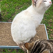 Patchy is registered to the contest to win money with this photo: cat, white_cat, tabby_cat, fur, grass, outdoor, scratch_pad, animal, pet, nature, close_up, whiskers, ears, daylight, relaxation, curious, feline, two_cats, mammal, playful