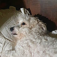Numba a rejoint le concours — aidez-le/la à gagner de superbes lots ! dog, curly_fur, white_dog, pet, lying_down, pillow, blanket, bed, wooden_headboard, indoor, relaxed, fur, animal, companion, cute, domestic_animal, resting, cozy, sleepy, portrait