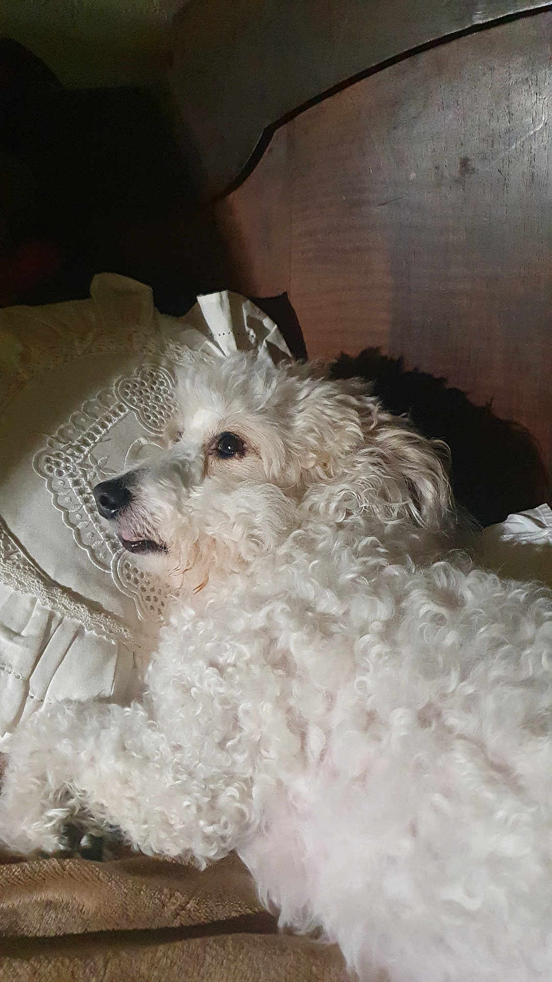 Numba a rejoint le concours — aidez-le/la à gagner de superbes lots ! dog, curly_fur, white_dog, pet, lying_down, pillow, blanket, bed, wooden_headboard, indoor, relaxed, fur, animal, companion, cute, domestic_animal, resting, cozy, sleepy, portrait