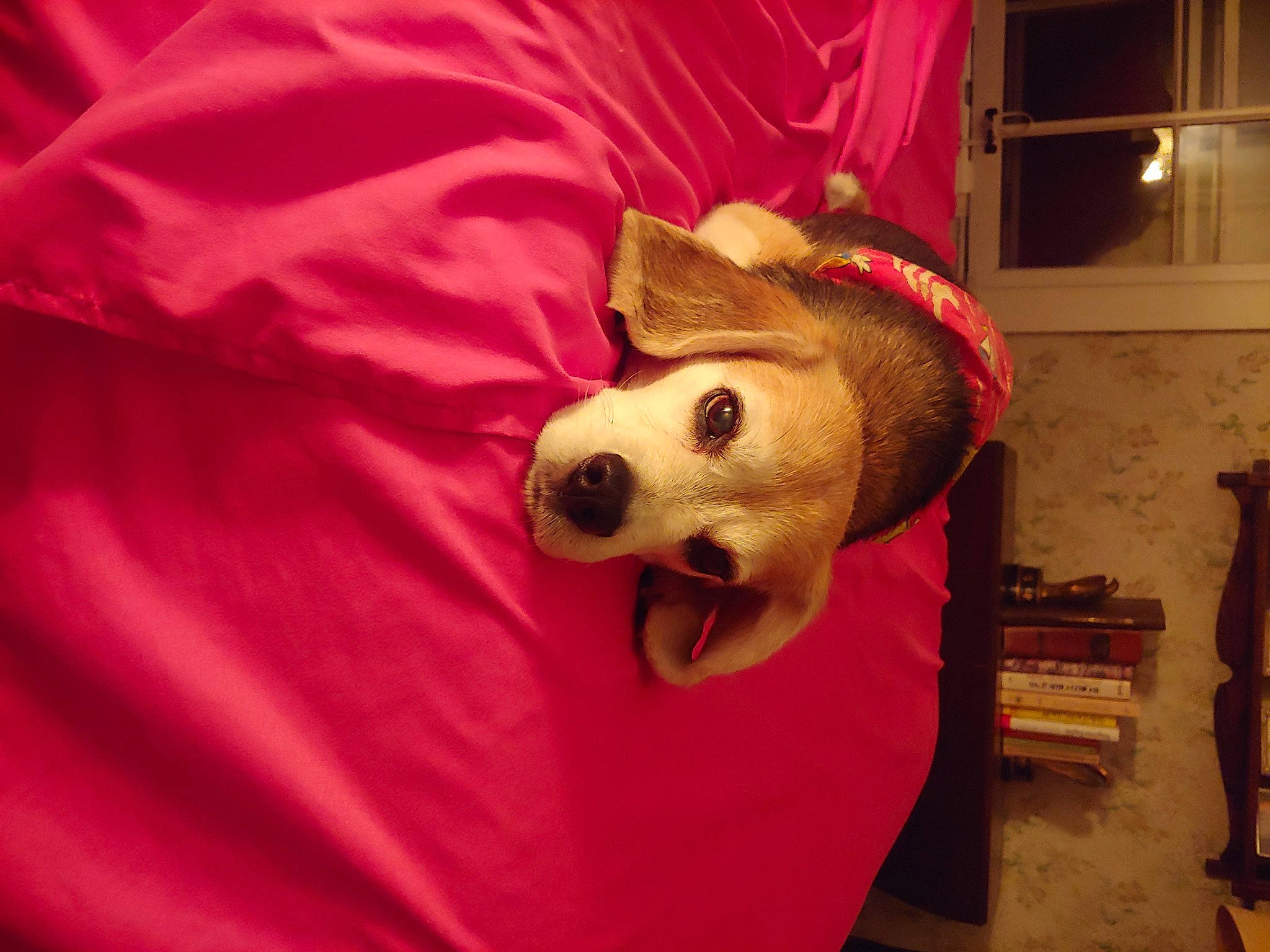 Alvin is registered to the contest to win money with this photo: carmine, carnivore, companion_dog, dog, dog_breed, dog_supply, fawn, fur, hat, magenta, mascot, picture_frame, room, snout, sporting_group, stuffed_toy, toy, whiskers, window, working_animal