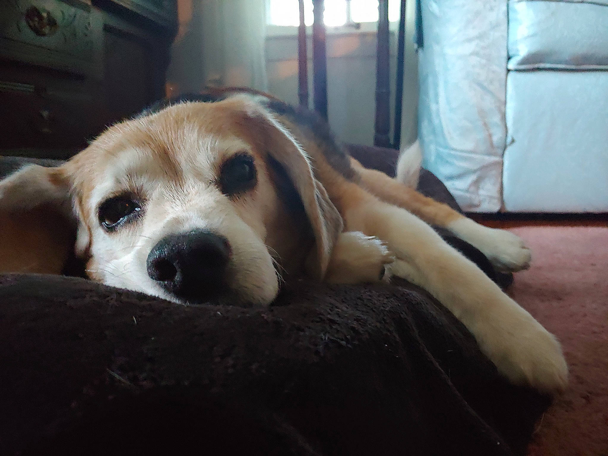 Alvin joined the competition — help win amazing prizes! beagle, beaglier, bored, carnivore, comfort, companion_dog, couch, dog, dog_breed, fawn, flooring, fur, hound, paw, puppy_love, scent_hound, street_dog, terrestrial_animal, whiskers, working_animal