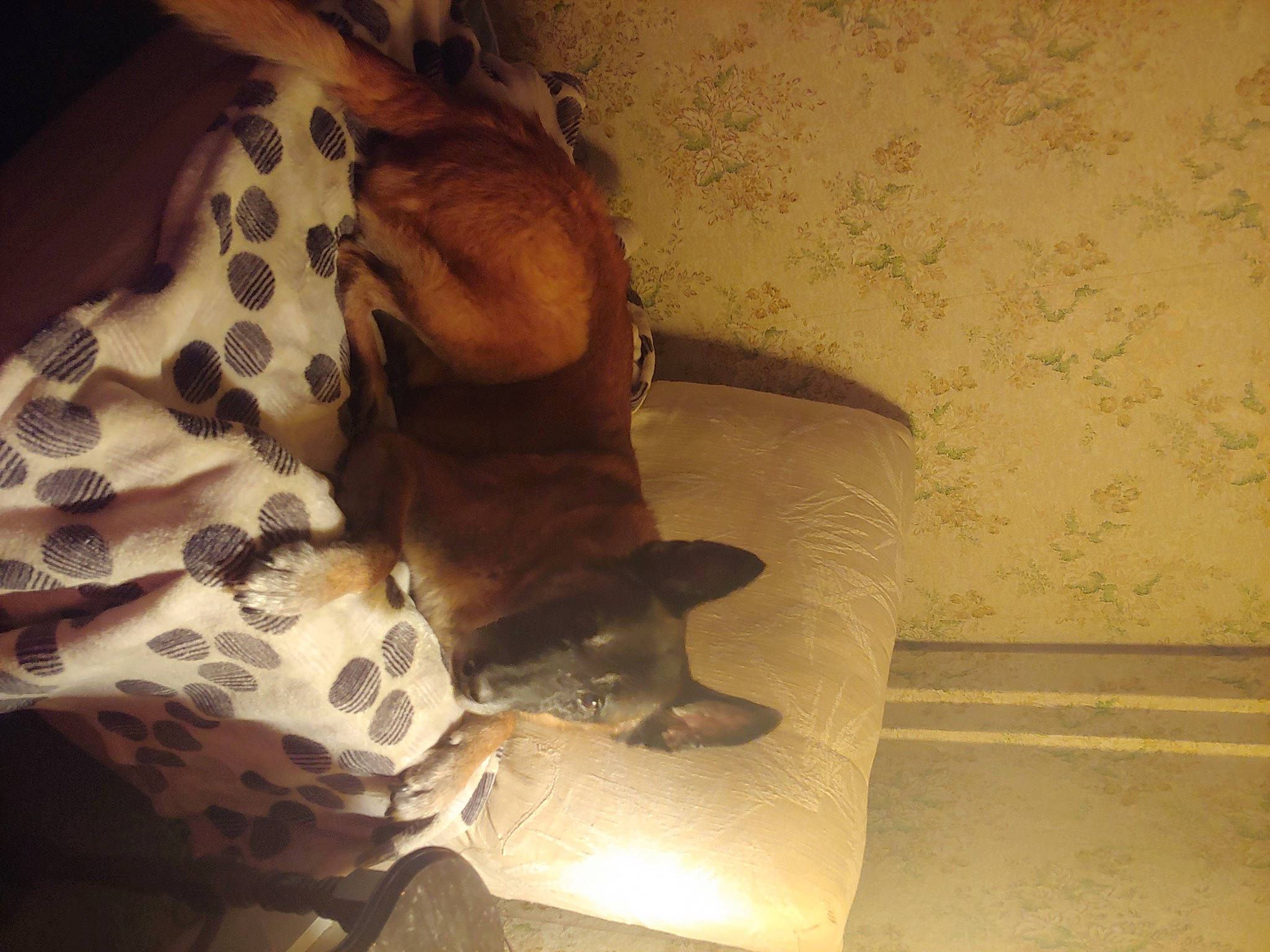 Bellian is registered to the contest to win money with this photo: bed, bedding, ceiling, cloud, comfort, darkness, flooring, foot, fun, fur, hardwood, human_leg, linens, room, selfie, shadow, sitting, thigh, tints_and_shades, wood